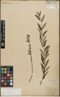 Foto von Salix repens subsp. incubacea (L.) A. Neumann